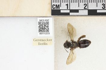 Media type: image;   Entomology 771215 Aspect: Labels